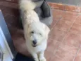 Estopinha