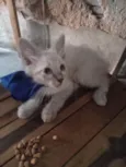 Nick