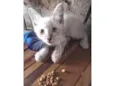 Nick