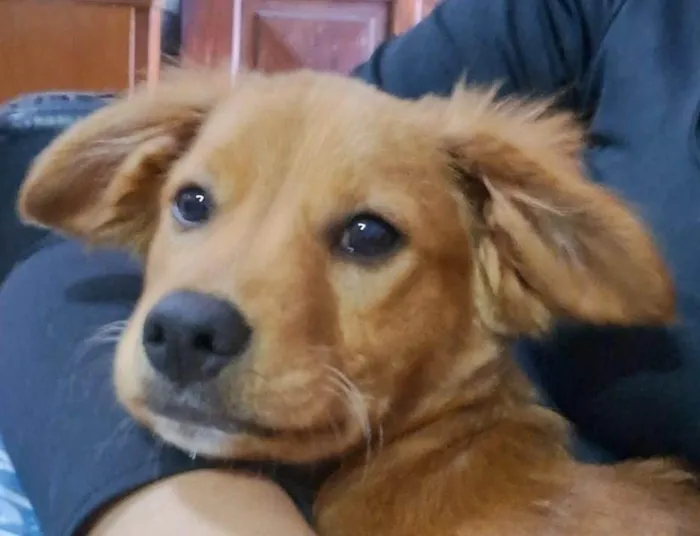 Cachorro ra a SRD-ViraLata idade 2 a 6 meses nome Lucke