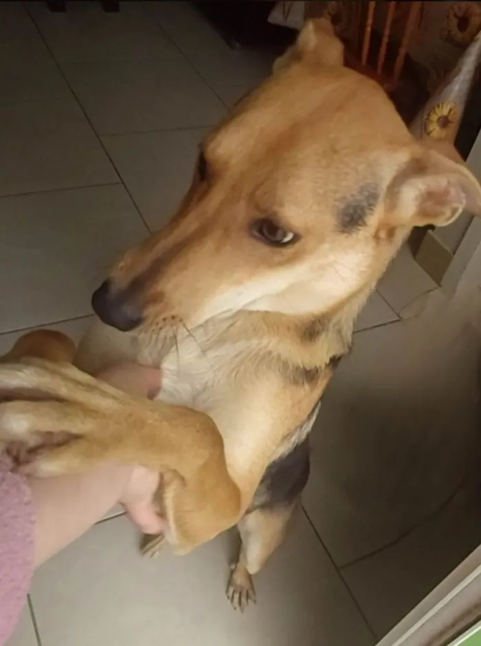 Cachorro ra a SRD-ViraLata idade 1 ano nome Soraya