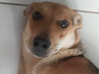 Cachorro raça SRD-ViraLata idade 1 ano nome Soraya