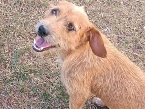 Cachorro raça SRD-ViraLata idade 3 anos nome DAIANE DOS SANTOS GOMES