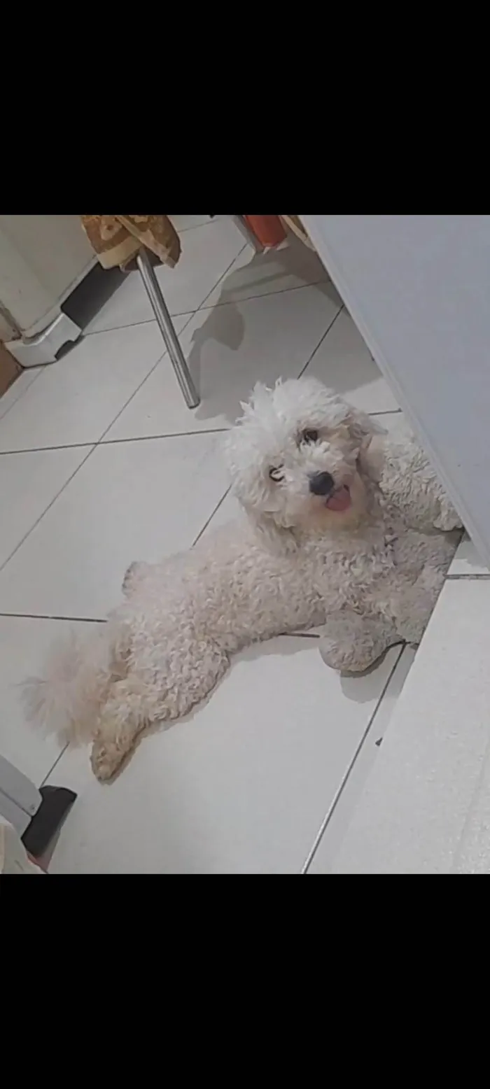 Cachorro ra a Poodle idade 1 ano nome Luna