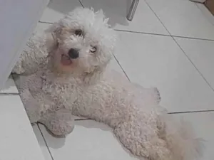 Cachorro raça Poodle idade 1 ano nome Luna
