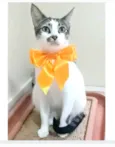 PIPA