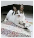 PIPA