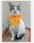 PIPA