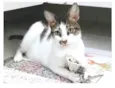 PIPA