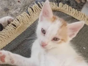 Gato raça SRD-ViraLata idade Abaixo de 2 meses nome Lion