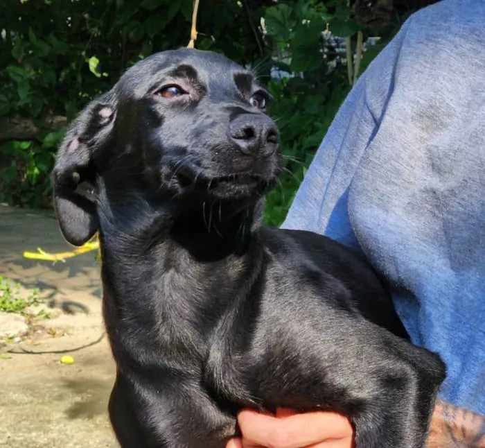 Cachorro ra a SRD-ViraLata idade 2 a 6 meses nome Angélica 