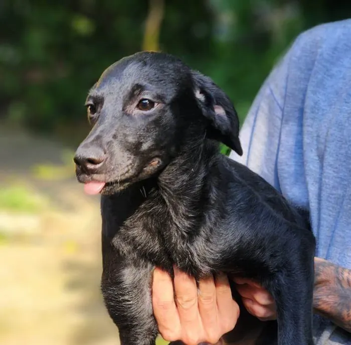 Cachorro ra a SRD-ViraLata idade 2 a 6 meses nome Angélica 