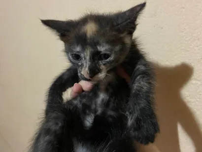 Gato raça SRD-ViraLata idade Abaixo de 2 meses nome Sem nome