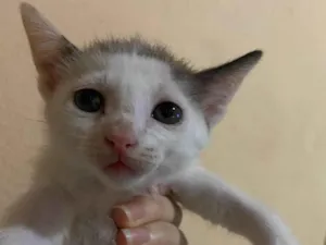 Gato raça SRD-ViraLata idade Abaixo de 2 meses nome Sem nome