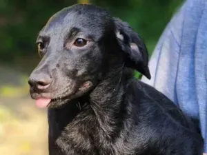 Cachorro raça SRD-ViraLata idade 2 a 6 meses nome Angélica 