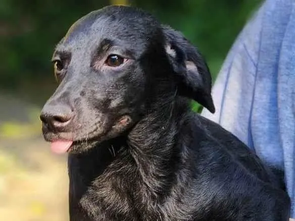 Cachorro ra a SRD-ViraLata idade 2 a 6 meses nome Angélica 