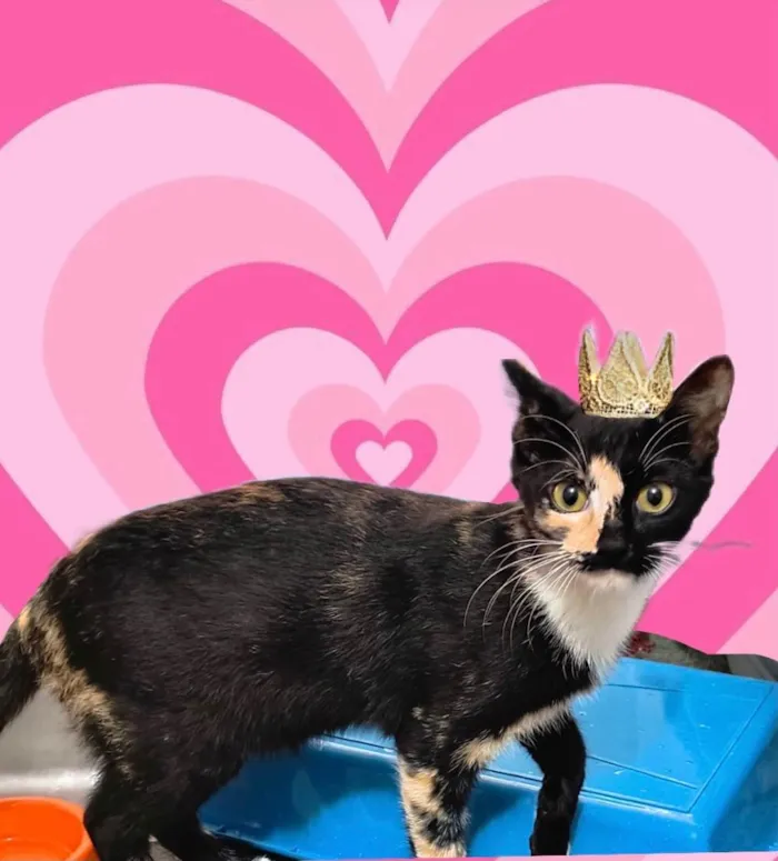 Gato ra a SRD-ViraLata idade 7 a 11 meses nome Fidji bb7meses Linda e um amor 