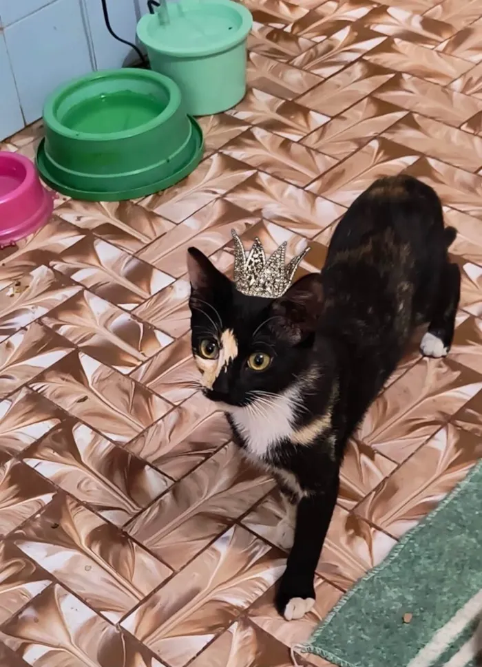 Gato ra a SRD-ViraLata idade 7 a 11 meses nome Fidji bb7meses Linda e um amor 