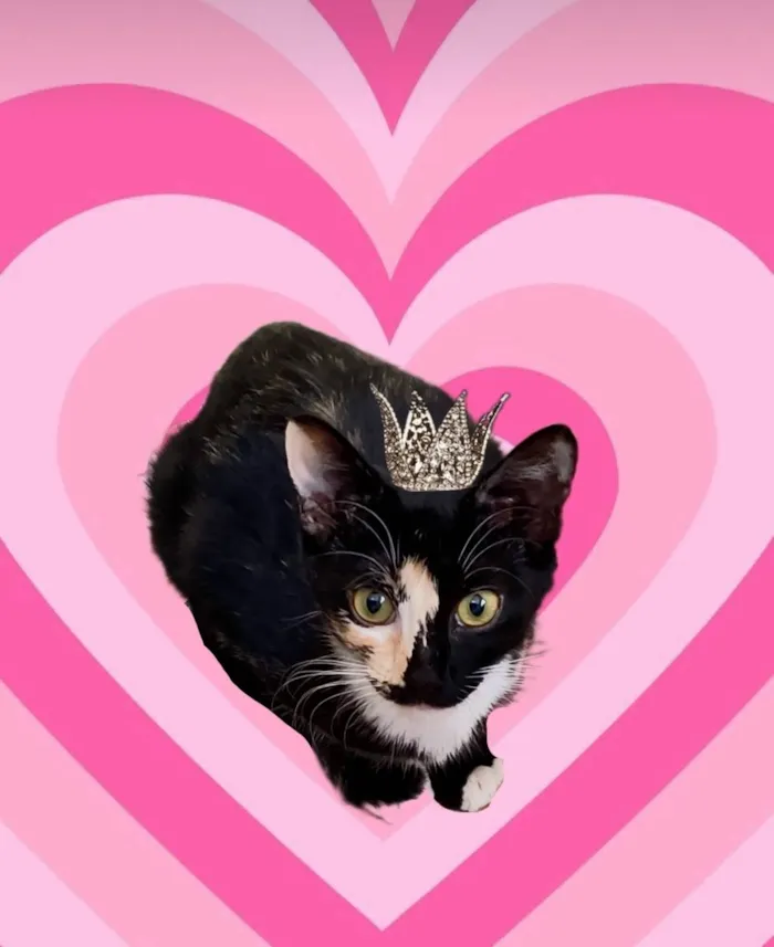 Gato ra a SRD-ViraLata idade 7 a 11 meses nome Fidji bb7meses Linda e um amor 