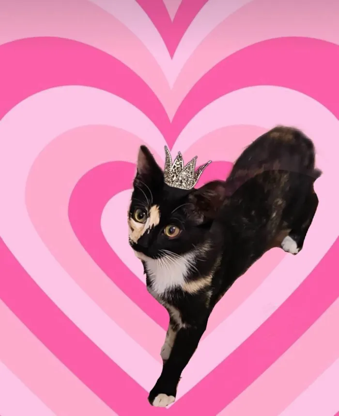 Gato ra a SRD-ViraLata idade 7 a 11 meses nome Fidji bb7meses Linda e um amor 