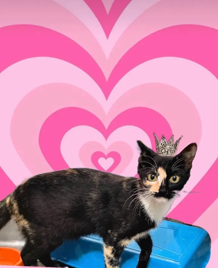 Gato ra a SRD-ViraLata idade 7 a 11 meses nome Fidji bb7meses Linda e um amor 