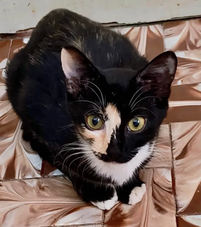 Gato ra a SRD-ViraLata idade 7 a 11 meses nome Fidji bb7meses Linda e um amor 