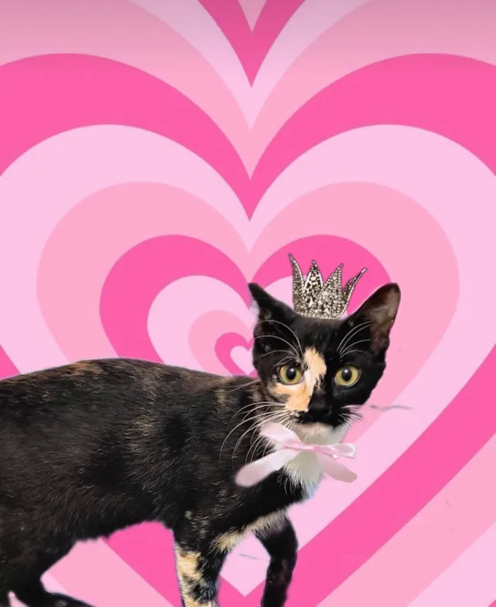 Gato ra a SRD-ViraLata idade 7 a 11 meses nome Fidji bb7meses Linda e um amor 