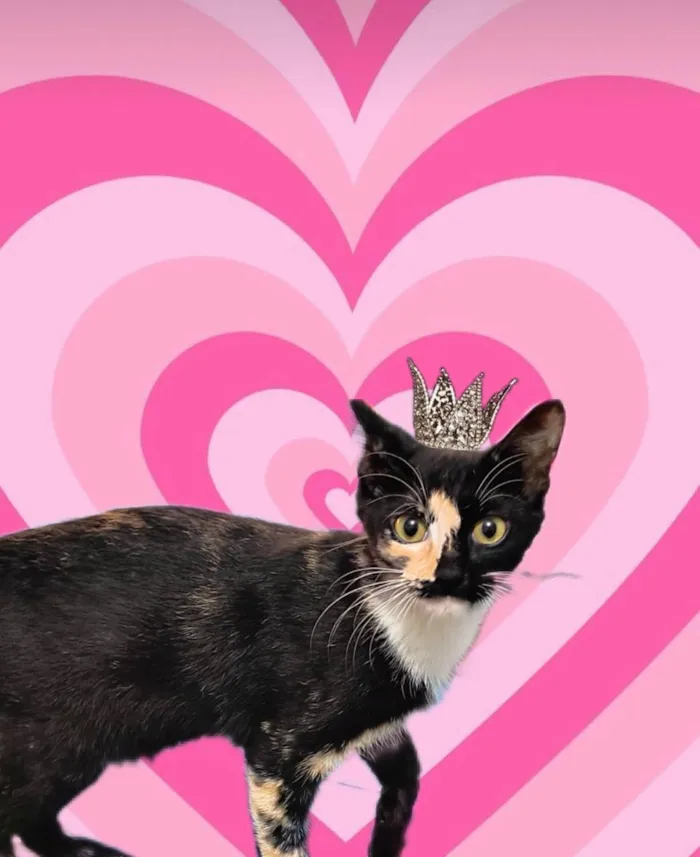 Gato ra a SRD-ViraLata idade 7 a 11 meses nome Fidji bb7meses Linda e um amor 