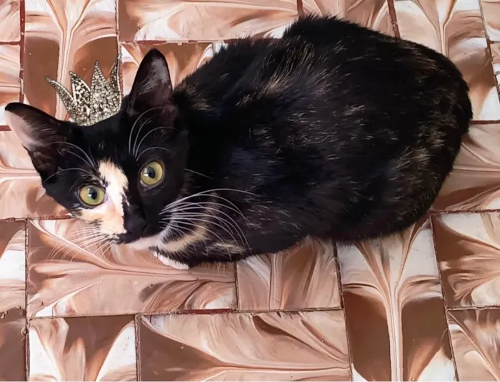 Gato ra a SRD-ViraLata idade 7 a 11 meses nome Fidji bb7meses Linda e um amor 