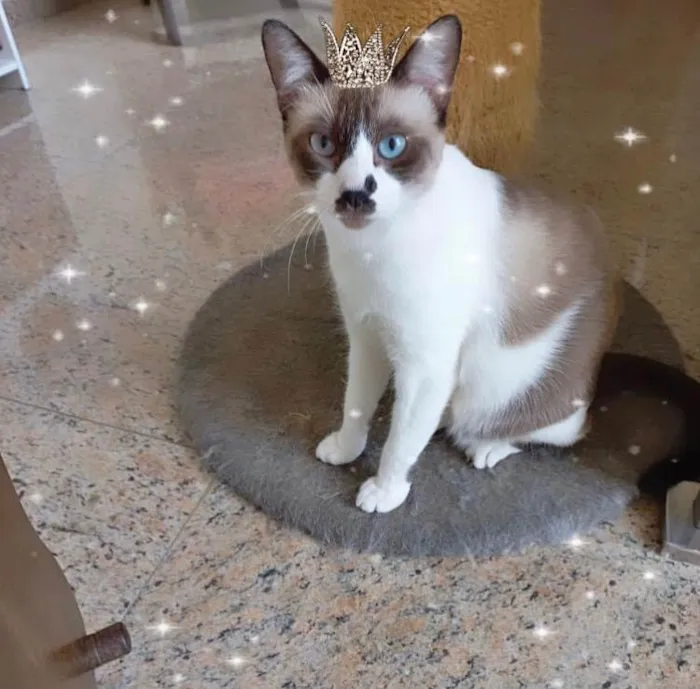 Gato ra a SRD-ViraLata idade 7 a 11 meses nome Amanda bb10meses Linda e amorosa