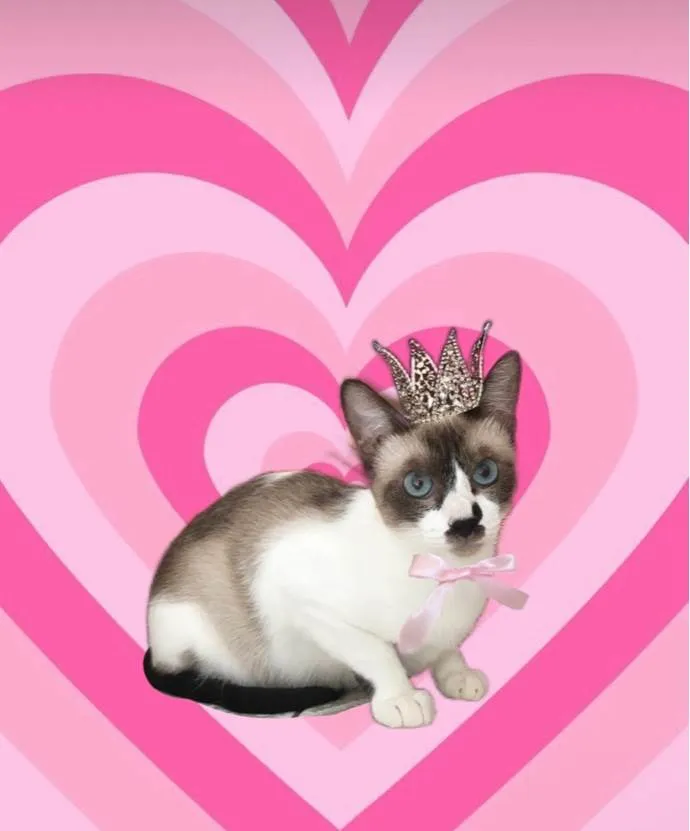 Gato ra a SRD-ViraLata idade 7 a 11 meses nome Amanda bb10meses Linda e amorosa