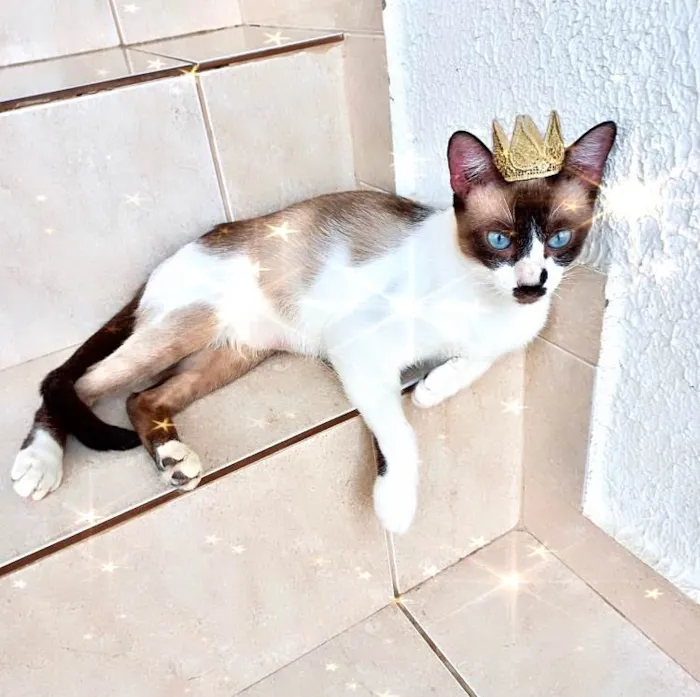 Gato ra a SRD-ViraLata idade 7 a 11 meses nome Amanda bb10meses Linda e amorosa