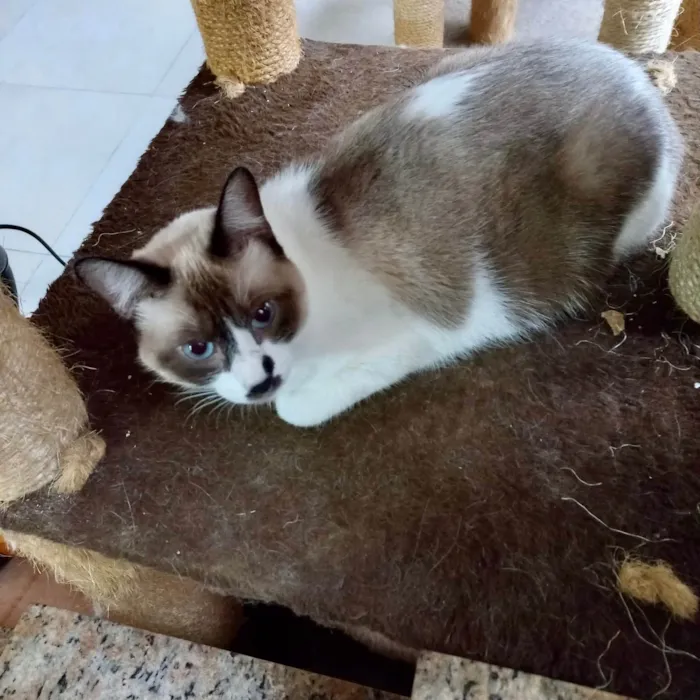 Gato ra a SRD-ViraLata idade 7 a 11 meses nome Amanda bb10meses Linda e amorosa