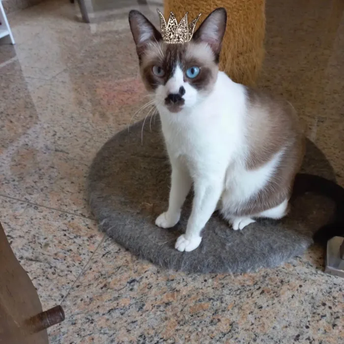 Gato ra a SRD-ViraLata idade 7 a 11 meses nome Amanda bb10meses Linda e amorosa