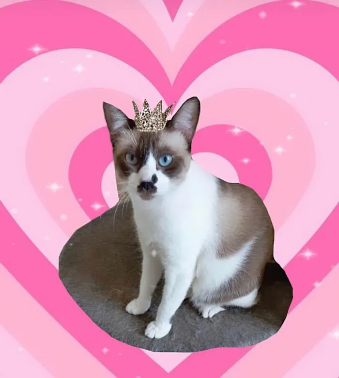 Gato ra a SRD-ViraLata idade 7 a 11 meses nome Amanda bb10meses Linda e amorosa