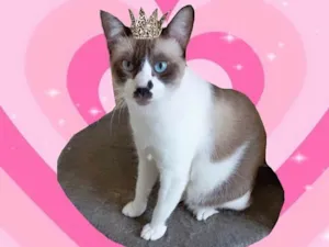Gato raça SRD-ViraLata idade 7 a 11 meses nome Amanda bb10meses Linda e amorosa