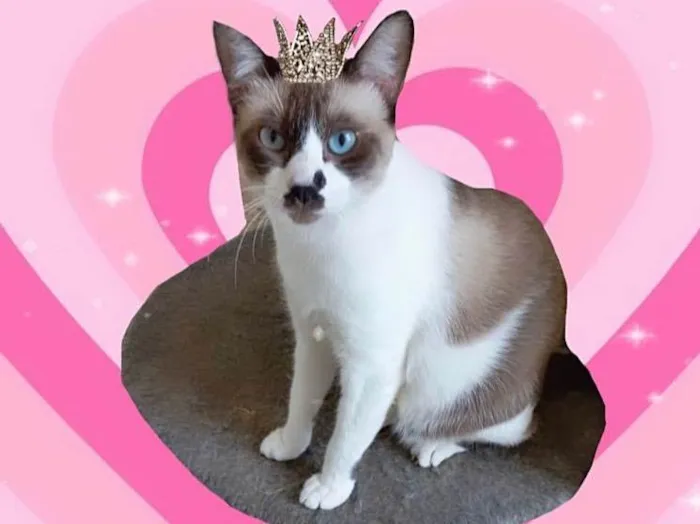 Gato ra a SRD-ViraLata idade 7 a 11 meses nome Amanda bb10meses Linda e amorosa