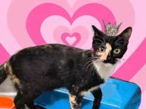 Gato raça SRD-ViraLata idade 7 a 11 meses nome Fidji bb7meses Linda e um amor 