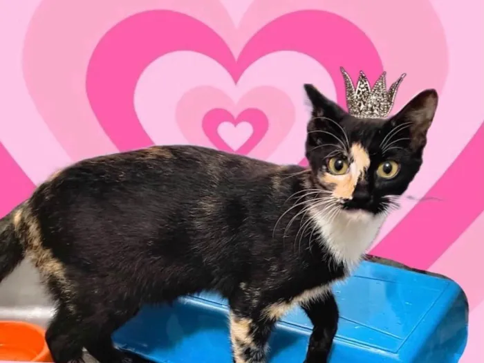 Gato ra a SRD-ViraLata idade 7 a 11 meses nome Fidji bb7meses Linda e um amor 
