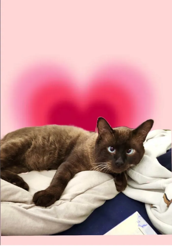 Gato ra a Siamês idade 7 a 11 meses nome Capuccino lindo e bonzinho 