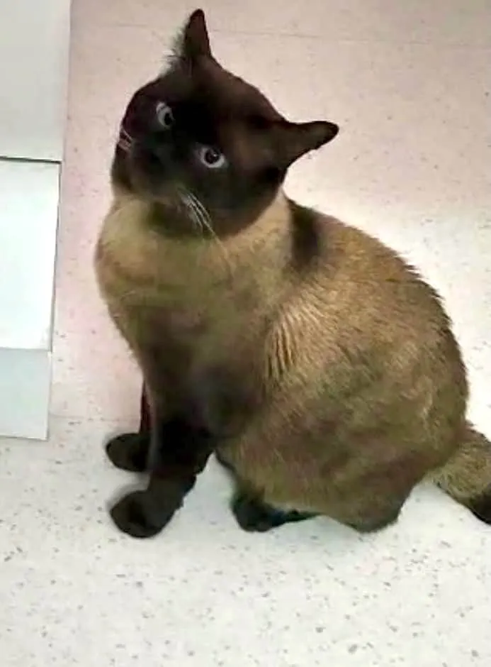 Gato ra a Siamês idade 7 a 11 meses nome Capuccino lindo e bonzinho 