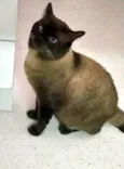 Capuccino lindo e bonzinho