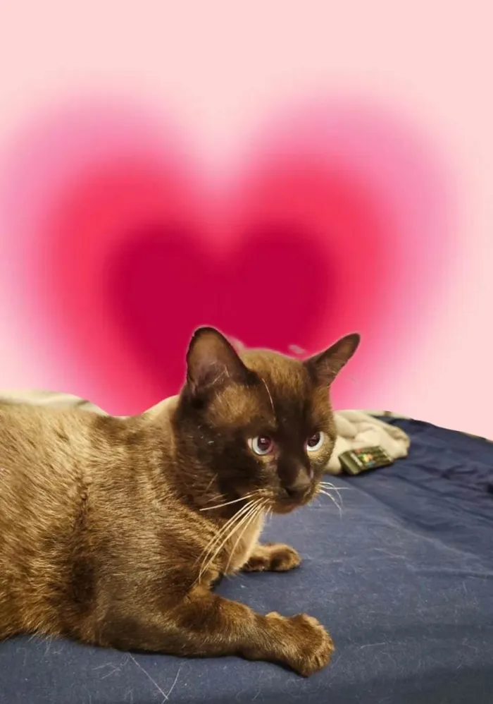 Gato ra a Siamês idade 7 a 11 meses nome Capuccino lindo e bonzinho 