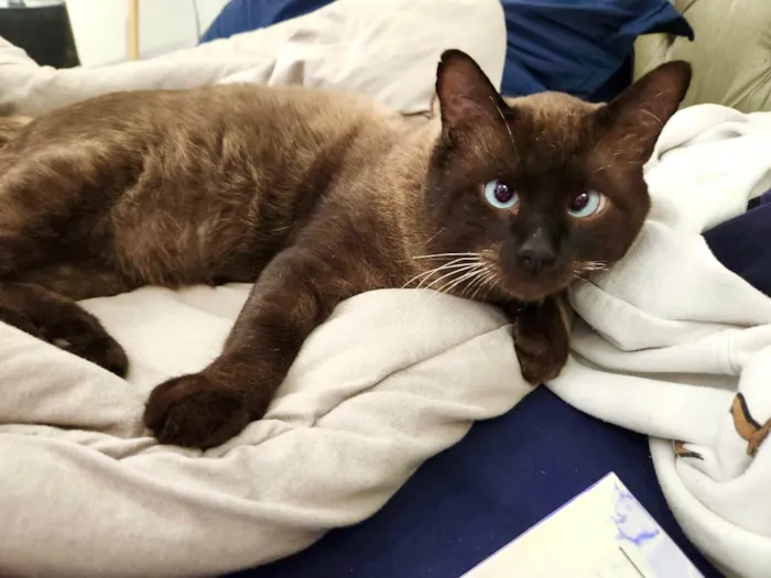Gato ra a Siamês idade 7 a 11 meses nome Capuccino lindo e bonzinho 