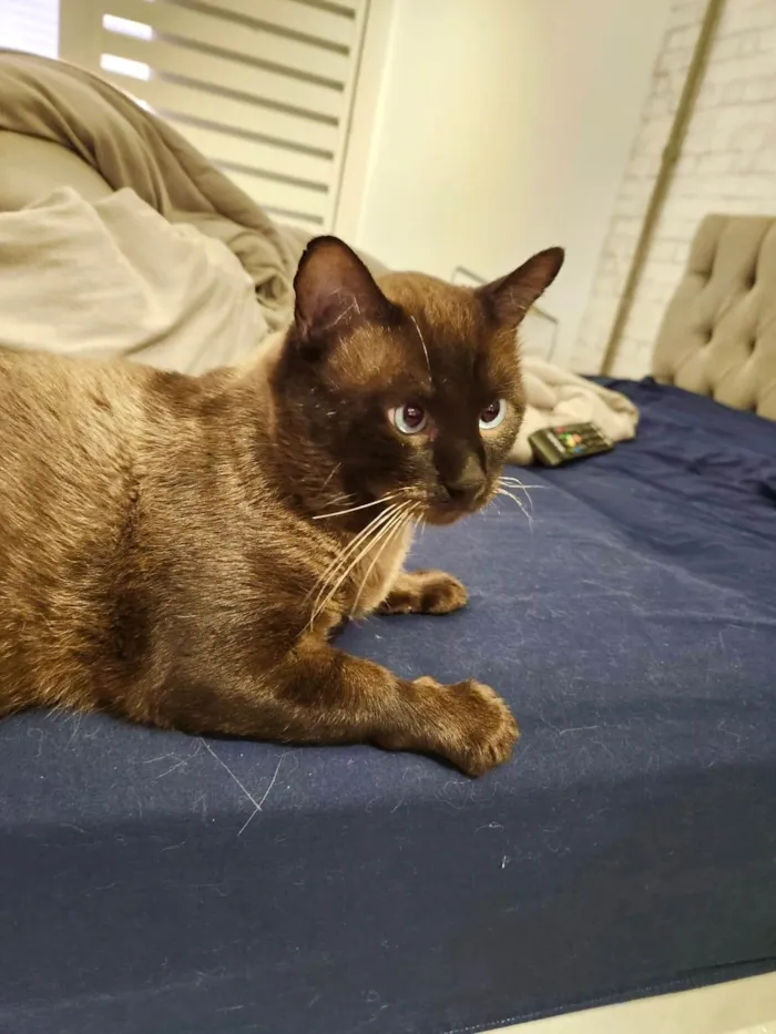 Gato ra a Siamês idade 7 a 11 meses nome Capuccino lindo e bonzinho 