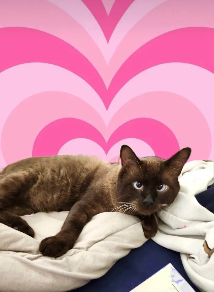 Gato ra a Siamês idade 7 a 11 meses nome Capuccino lindo e bonzinho 