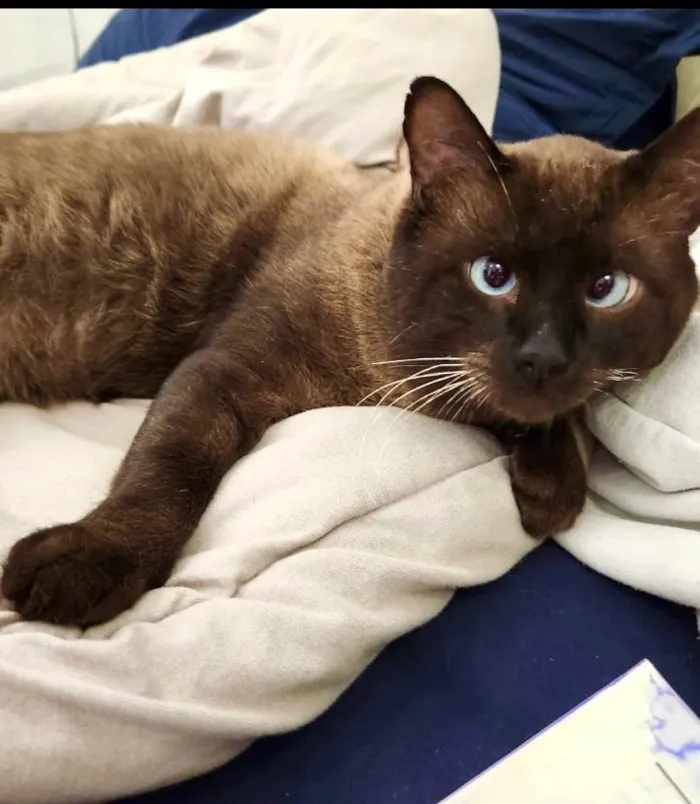 Gato ra a Siamês idade 7 a 11 meses nome Capuccino lindo e bonzinho 