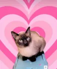 Pudim bb10meses lindo e um Amor