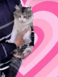 Luigi 1aninho pelo longo um amor