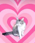 Luigi 1aninho pelo longo um amor